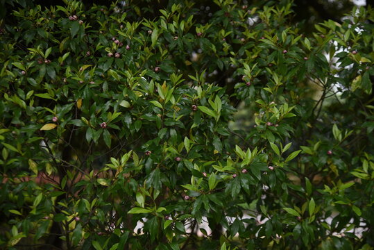 Magnolia figo ( Banana shrub )flowers.Magnoliaceae evergreen tree. From May to June, white-yellow flowers with a sweet scent like bananas bloom.