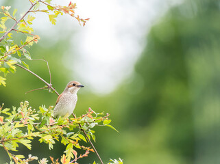 Neuntöter (Lanius collurio)