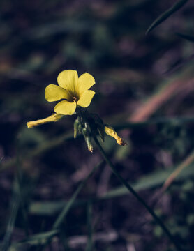Close-up of one yellow Oxalis pes-capra flower, also known as sourgrass or African wood-sorrel, growing in nature with a blurred background in dark earth tones. Vertical composition in moody tones