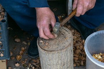 Nuts. Walnut kernels and whole walnuts. Walnuts organic. Top view. Walnut healthy food. break walnuts with hammer on wood. photo series