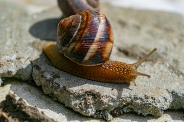 A large snail in a shell crawls on the road, a summer day in the garden. Photo series 