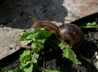 A large snail in a shell crawls on the road, a summer day in the garden. Photo series 