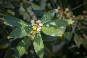 Leaves and flower of bay laurel (laurus nobilis) 