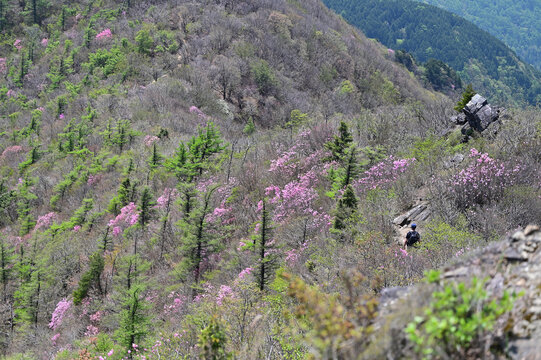 四国愛媛県にある西赤石山と豊受山のアケボノツツジ