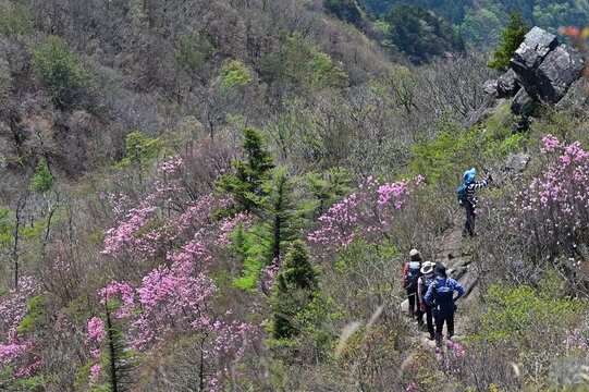 四国愛媛県にある西赤石山と豊受山のアケボノツツジ