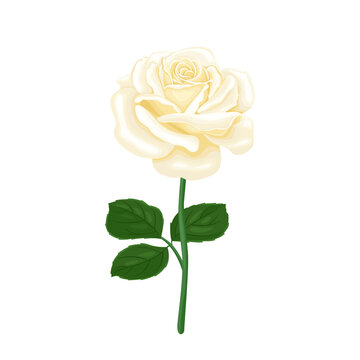 White blossoming rose isolated. Beautiful flower with green stem and leaves. Vector floral illustration in cartoon flat style.