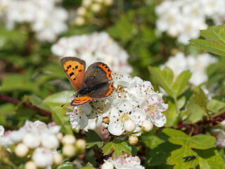 A Small Copper (Lycaena phlaeas) butterfly on tree blossom