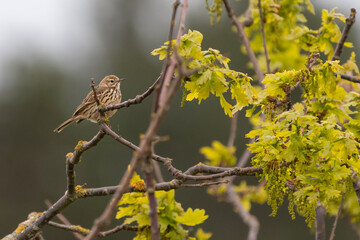 Meadow pipit (Anthus pratensis) perched in a tree in spring, Norfolk coast, UK