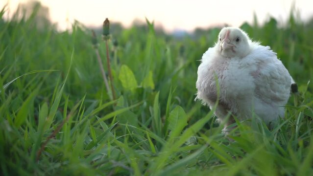 Young baby chicken sits in the green grass. 