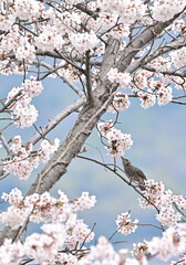 四国の山の桜と花桃、桃源郷