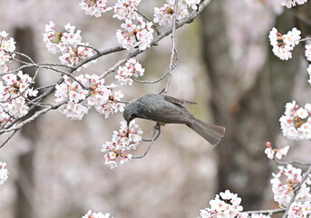 四国の山の桜と花桃、桃源郷