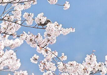 四国の山の桜と花桃、桃源郷