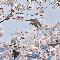 四国の山の桜と花桃、桃源郷
