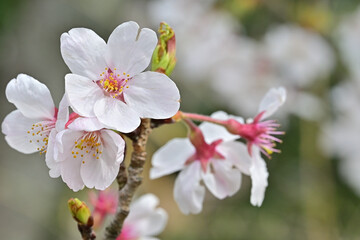 Fototapeta na wymiar 四国の山の桜と花桃、桃源郷