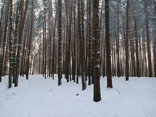 winter day in the forest - 503452811