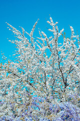 Cherry tree/Cerisier