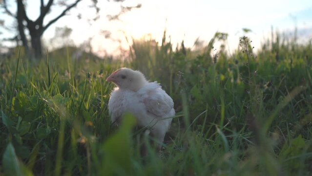Young baby chicken sits in the green grass. 