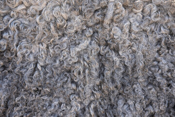 Small curls of washed sheep hair. Natural sheepskin rug background. Woolen texture