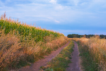 Dirt road going through the field to the horizon. Field with corn.