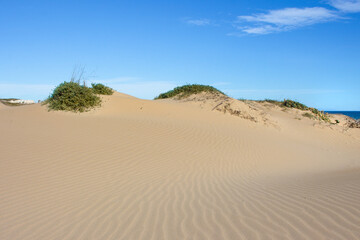 Vega Baja del Segura - Guardamar del Segura - Paisaje de dunas y vegetación junto al mar Mediterráneo