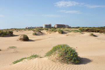Vega Baja del Segura - Guardamar del Segura - Paisaje de dunas y vegetación junto al mar Mediterráneo
