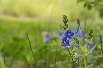 Blue flowers of Veronica chamaedrys (germander speedwell, bird's-eye speedwell or cat's eyes) on green blurred background. Beautiful medicinal plant in natural environment
