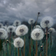 Fluffy dandelions against the backdrop of heavy thunderclouds. Anxious waiting for rain
