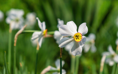 White narcissus close-up on a green blurred background