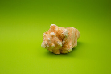 Shell on a green background, macro shot