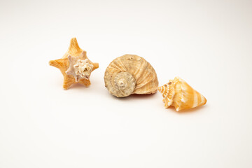 Shells on a white background
