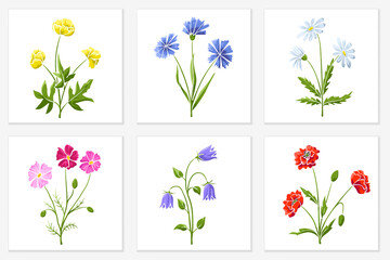 Set of wildflowers isolated on white. Cute hand drawn sketch, meadow flowers of blue, red, yellow and pink color. Vector elements for spring and summer illustration, floral patterns, screen printing.