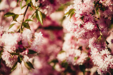 sakura blossom for background close-up