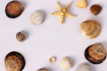 Seashells on white background, copy space