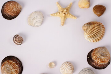 Seashells on white background, copy space
