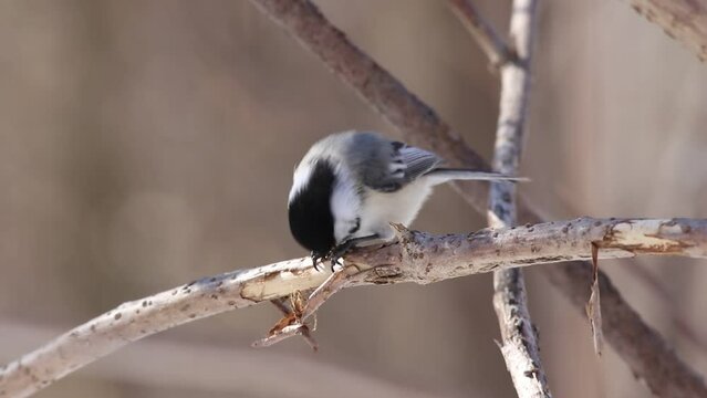m&eacute;sange &agrave; t&ecirc;te noire