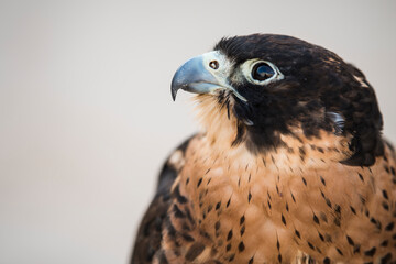Doha,Qatar, May 01,2022:  Arabian falcons are used for hunting but also as a pet in the Gulf countries. 