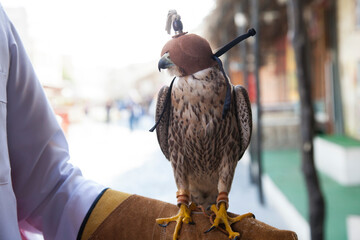 Doha,Qatar, May 01,2022:  Arabian falcons are used for hunting but also as a pet in the Gulf...