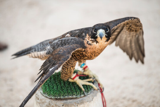 Doha,Qatar, May 01,2022:  Arabian Falcons Are Used For Hunting But Also As A Pet In The Gulf Countries. 