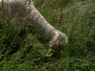 Sheep Grazing in Grass