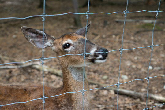 Deer Behind Fence