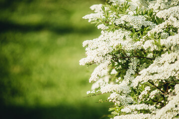 small white flowers on a bush on a green background