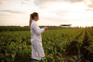 close up female agricultural specialist holding Drone Remote and controlling drone in air standing in corn field on sun set, soft focus, focus on Drone Remote