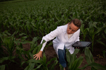 Naklejka na ściany i meble Young woman agronomist in white coat checks growth of corn in field. Farmer takes notes on tablet. agro business concept