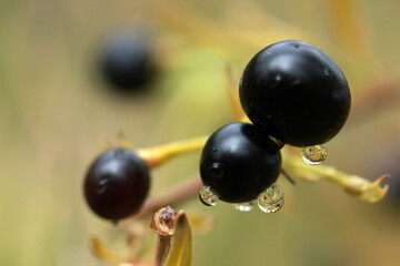 Black inedible berries on the macro tree.