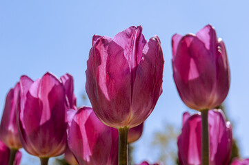 pink tulips on sky background