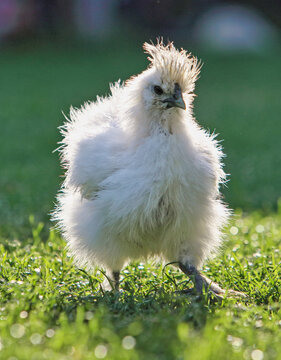 Chicken in bio farm on green grass
