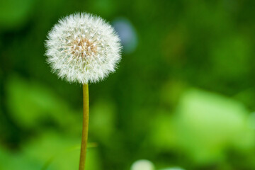 タンポポ