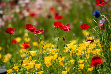 Obraz premium ポピー