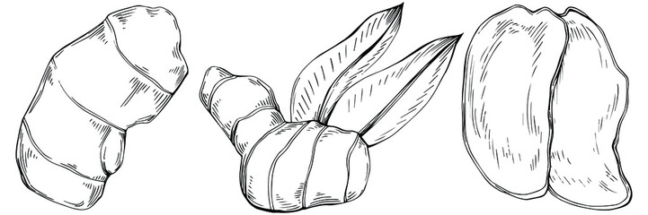 Ginger vector isolated plant with leaves. Herbal engraved style illustration. Detailed organic product sketch.The best for design logo, menu, label, icon, stamp.