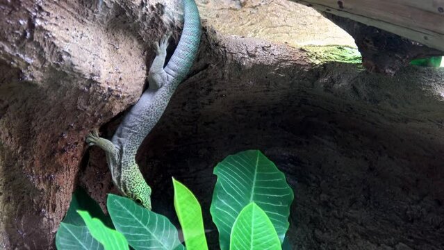 Madagascar giant day gecko (phelsuma grandis)
